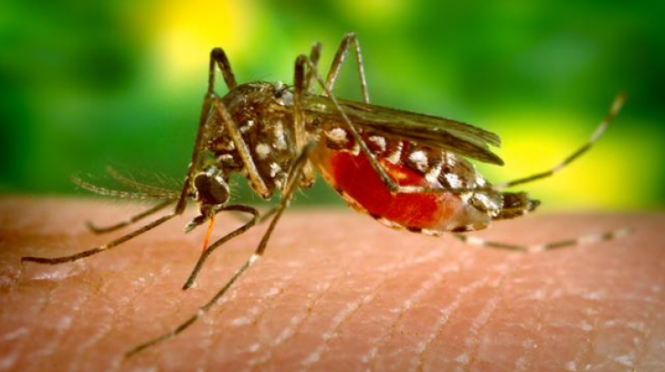 SHA Doctor Says West Nile Virus Risks Are Higher In 2018 Than 2017