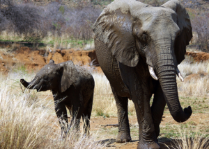 Suspected Poacher Faces Elephants’ Wrath by Getting Trampled to Death