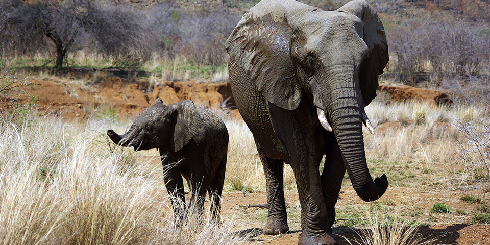 Suspected Poacher Faces Elephants’ Wrath by Getting Trampled to Death