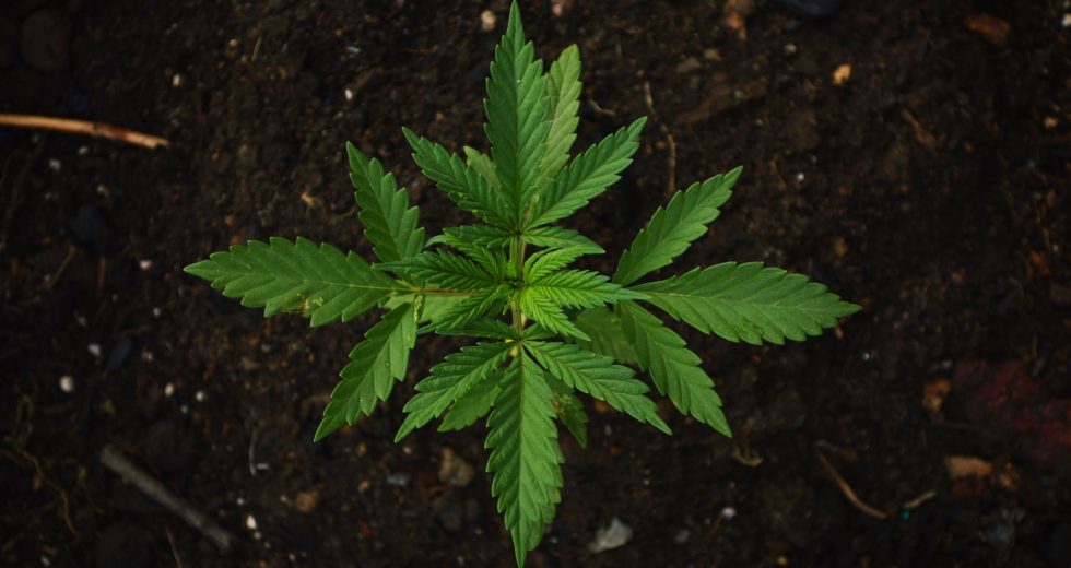 ​Looking For High-Quality CBD Oil? Check Out These Tips Before Making a Purchase