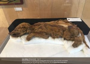50,000-year-old Puppy Found Mummified in Permafrost by Gold Miner