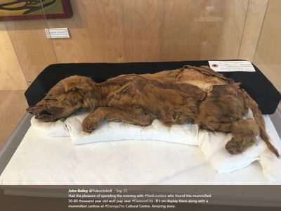 50,000-year-old Puppy Found Mummified in Permafrost by Gold Miner