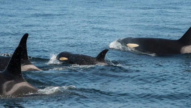 A Young Orca is Struggling to Swim with Her Family, and Biologists Got Worried