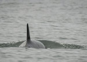 Deworming Medication will be Administered to J50