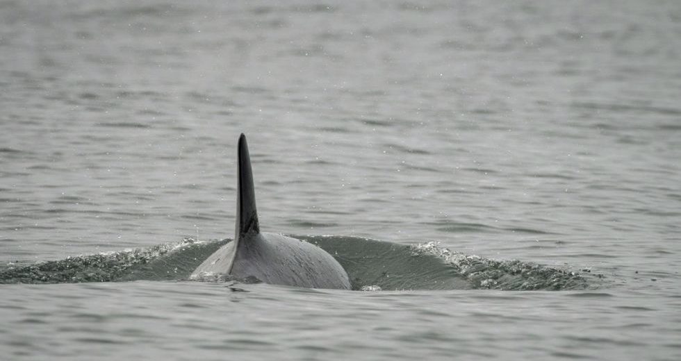 Deworming Medication will be Administered to J50