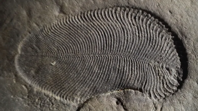 Fossils Of The Oldest Animals On Earth Identified By Experts
