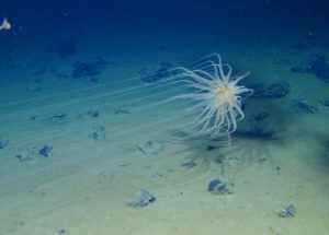 Mineral Riches are Waiting Deep Under the Sea