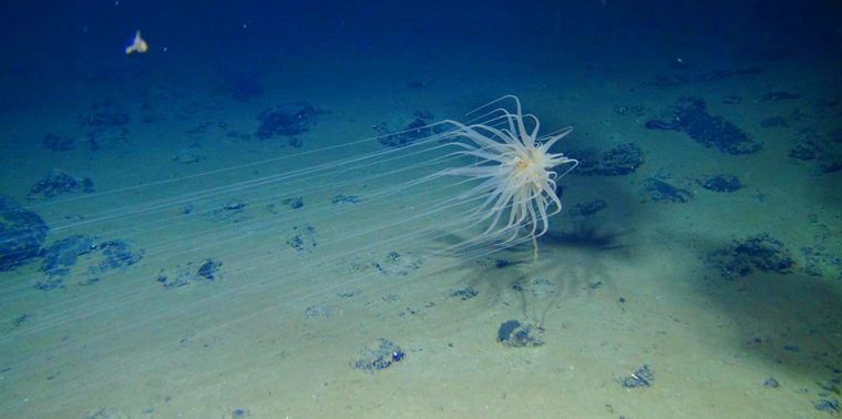 Mineral Riches are Waiting Deep Under the Sea