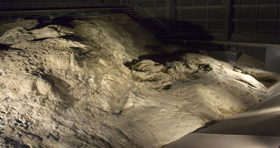 Saskatchewan Scientists Unearthed Several Multimillion-Year-Old Fossils, Including A Baby Elasmosaurus