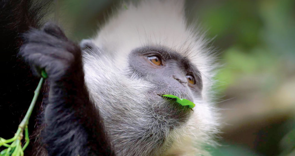 Plants Might have more in Common with Animals than we Previously Thought