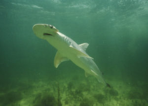Scientists Discovered the First Vegetarian Shark
