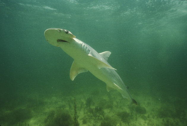 Scientists Discovered the First Vegetarian Shark