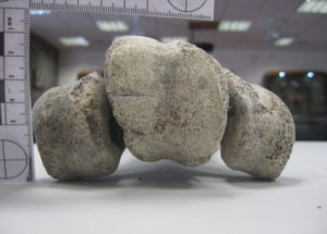 Who Killed the Elephant Bird? Apparently, Humans Arrived on Madagascar 6000 Years Earlier than previously thought