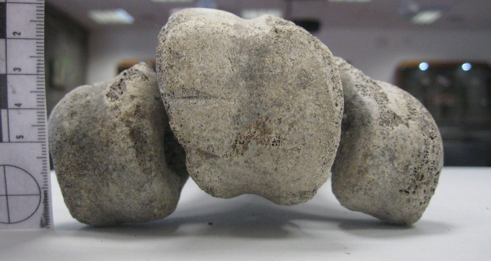 Who Killed the Elephant Bird? Apparently, Humans Arrived on Madagascar 6000 Years Earlier than previously thought