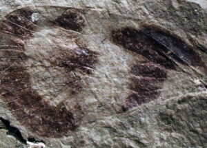 Ancient Insects Found in China Revealed That Bugs Proliferated Around 237 Million Years Ago
