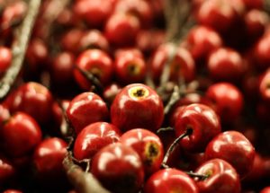 Exotic Fruit Camu-Camu Might Help Fight Obesity