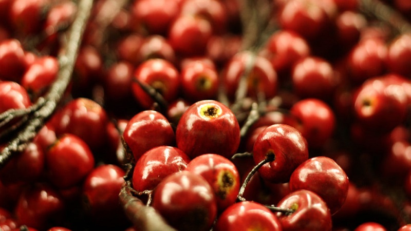 Exotic Fruit Camu-Camu Might Help Fight Obesity