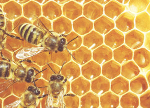 Glyphosate-Based Common Herbicide Linked To Bee Deaths, According to A New Study