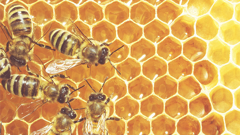 Glyphosate-Based Common Herbicide Linked To Bee Deaths, According to A New Study