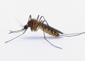 Gene Editing To Wipe Out Entire Mosquito Populations