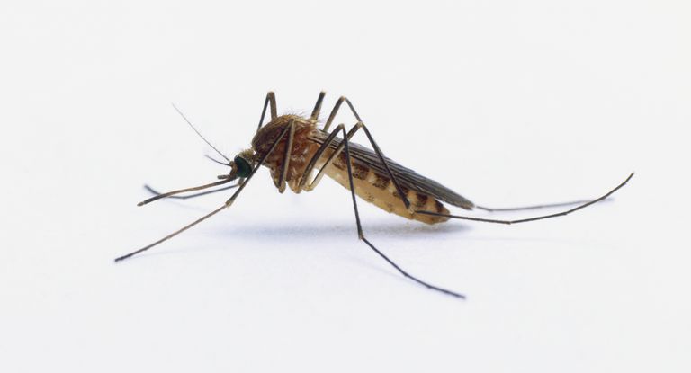 Gene Editing To Wipe Out Entire Mosquito Populations