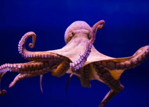 Octopuses On Ecsatsy Become Unusually Sociable and Sensitive
