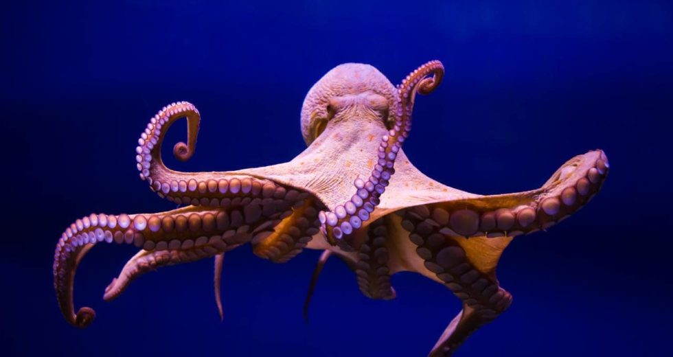 Octopuses On Ecsatsy Become Unusually Sociable and Sensitive