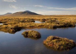 Peatlands To Store More Carbon As The Global Warming Boosts, But Not Forever