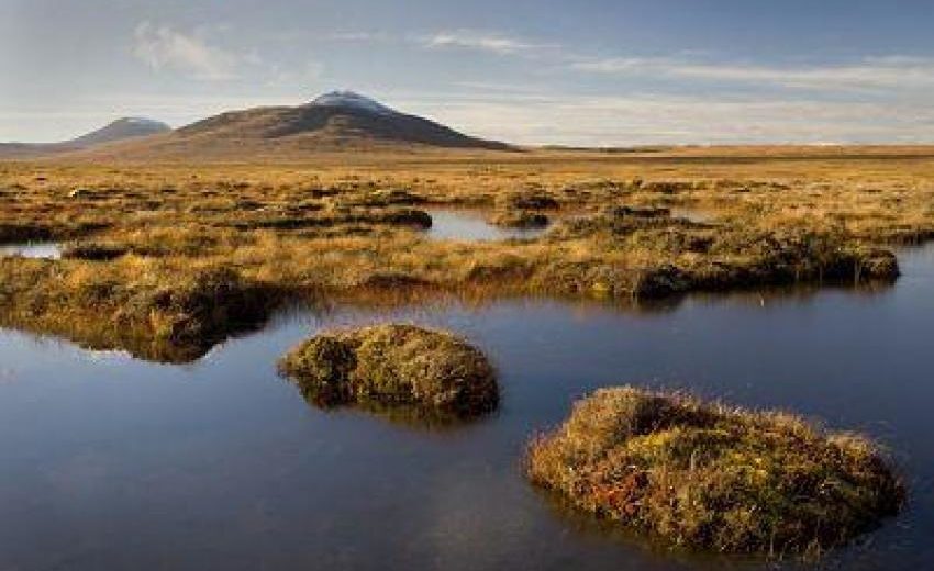 Peatlands To Store More Carbon As The Global Warming Boosts, But Not Forever