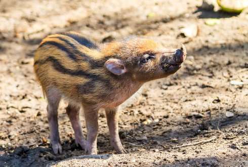 Genome Analysis May Save Endangered Species