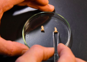Neanderthal Child Eaten by a Giant Bird – New Discovery