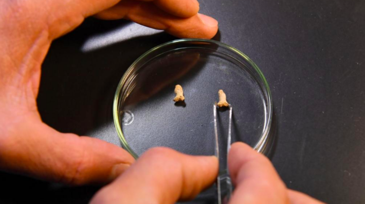 Neanderthal Child Eaten by a Giant Bird – New Discovery