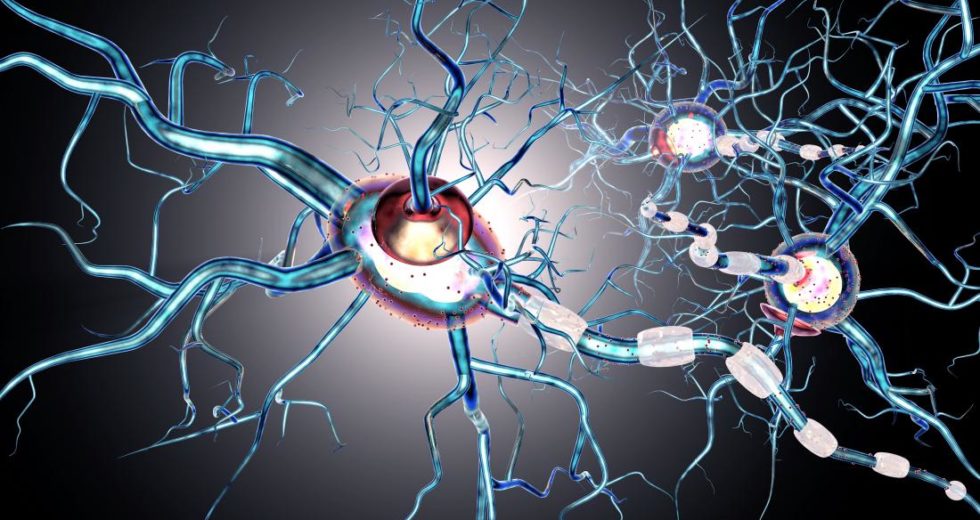 New Therapy For Relapsing-Remitting Multiple Sclerosis (RRMS) Developed by Merck Pharmaceuticals