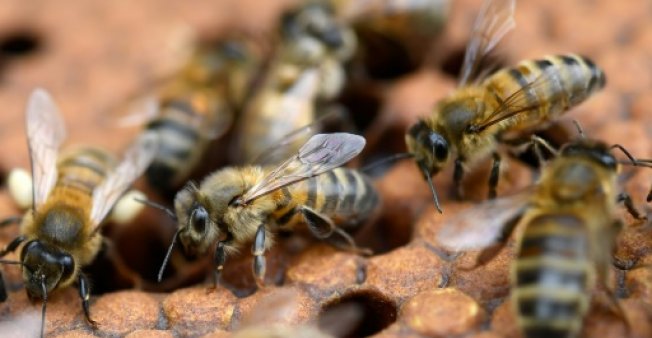 The Bees Could be Saved by the Help of Mushrooms