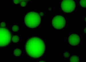 Where Does Life Come From in Membraneless Protocells