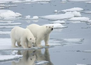 Ancient Polar Bears Survived Periods of Low Ice By Feeding On Dead Whales