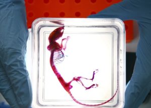 Scientists Developed Healthy Mice From Same-Sex Parents, Using Modified Stem Cells