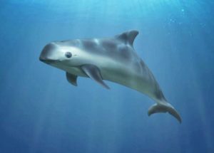 Six Pacific Porpoise, A Marine Species on The Brink of Extinction, Found in The Gulf of California
