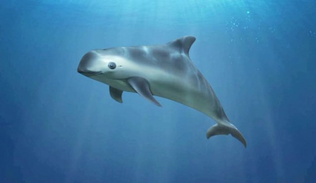 Six Pacific Porpoise, A Marine Species on The Brink of Extinction, Found in The Gulf of California