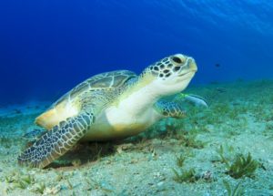 Turtle Species Are Essential For Ecosystems Worldwide, But They Are Going Extinct