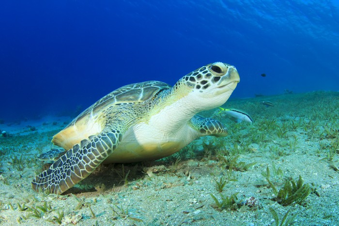 Turtle Species Are Essential For Ecosystems Worldwide, But They Are Going Extinct