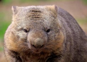Mystery Solved: Why the Poop Made by Wombats Is Squared
