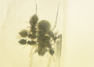 Jumping Spider Mothers Feed Their Spiderlings With Spider Milk