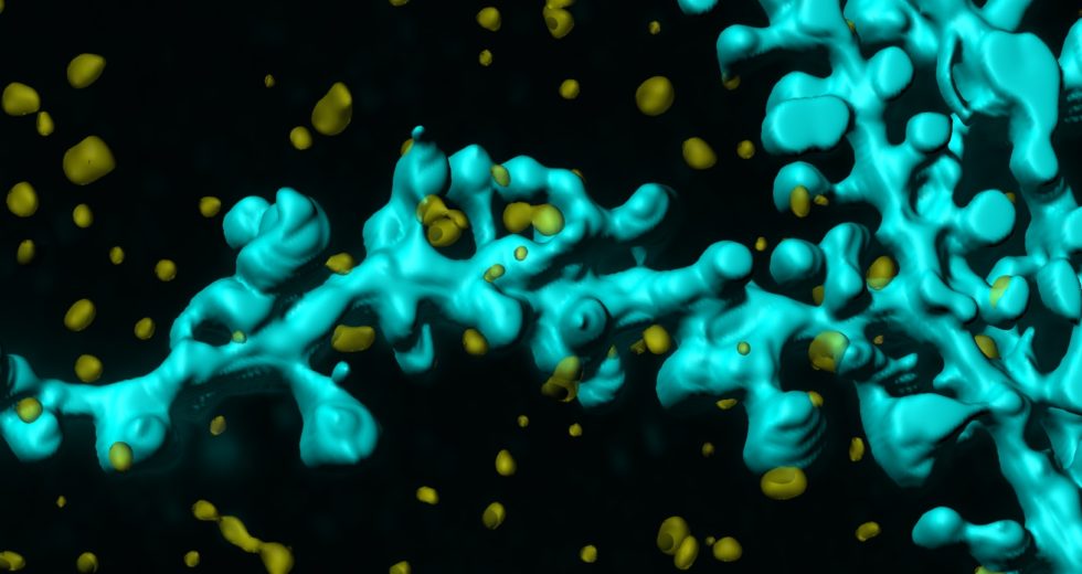 The Essential Molecule for Learning and Memory Processes, Netrin, Finally Identified