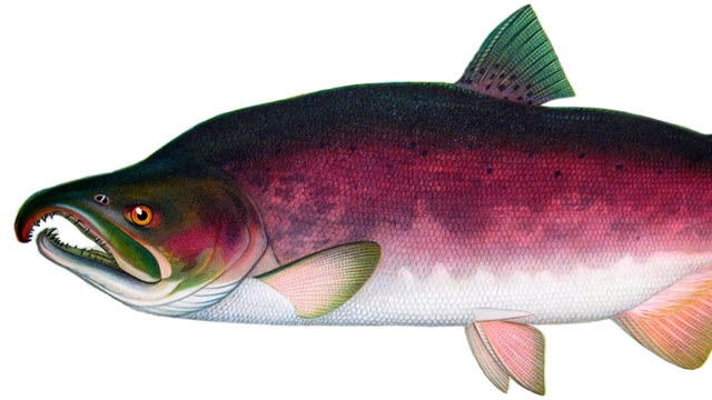 DDT In Alaskan Fish Exposes Children, As Well As Adults, To Higher Cancer Risks