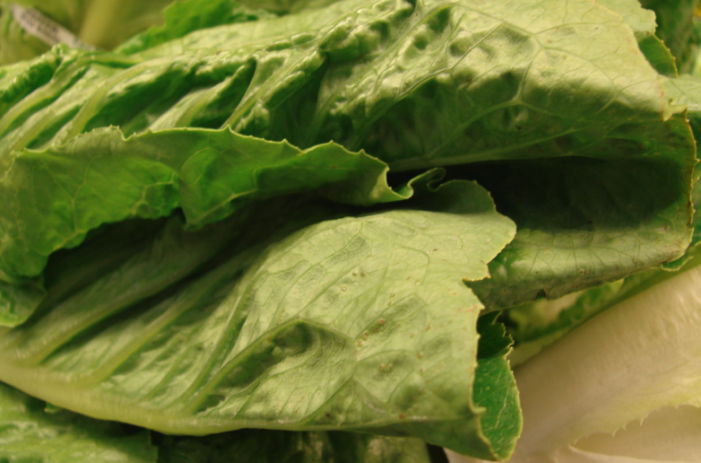The E.coli In Romaine Lettuce Remains A Problem