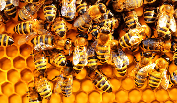 The First Ever Insect Vaccine Could Save the Bees