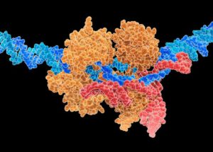 There Are Simple Patterns Between CRISPR