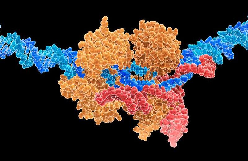 There Are Simple Patterns Between CRISPR