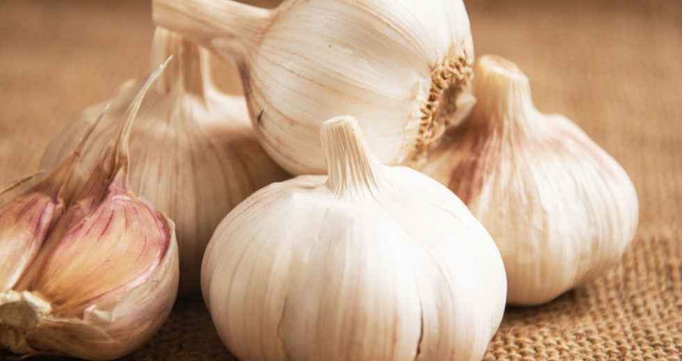 Garlic Could Treat Lyme Disease, A Recent Study Finds